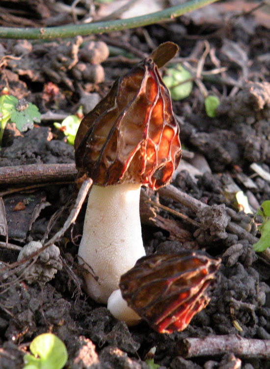 Morchella? Verpa?